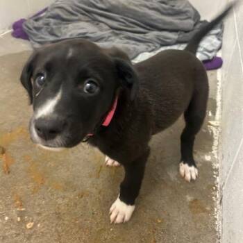 Slushie -  Black Labrador Retriever Dog for Adoption in Enterprise, Alabama - Slushie | PetCurious