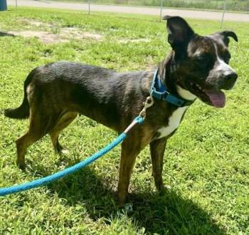 Hazel -  Mixed Breed Dog for Adoption in Vero Beach, Florida - Hazel | PetCurious