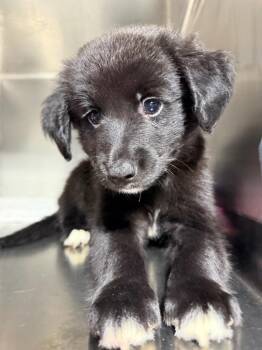 Glory $550 -  Portuguese Water Dog and Poodle Dog for Adoption in West Milwaukee, Wisconsin - Glory $550 | PetCurious