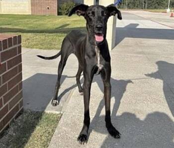 STORMIE -  Great Dane Dog for Adoption in Houston, Texas - STORMIE | PetCurious