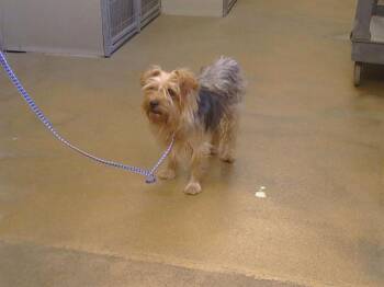 BENJI -  Yorkshire Terrier Dog for Adoption in Sacramento, California - BENJI | PetCurious