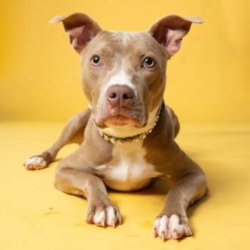 Bleu girl -  Mixed Breed Dog for Adoption in Atlanta, Georgia - Bleu Girl | PetCurious