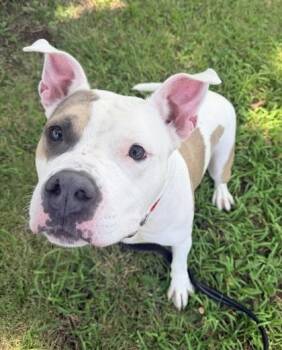 Cisco -  Pit Bull Terrier and Mixed Breed Dog for Adoption in Kansas City, Missouri - Cisco | PetCurious