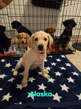 Yellow Labrador Retriever Dogs Available for Adoption in Ridgefield, Connecticut - Alaska | PetCurious