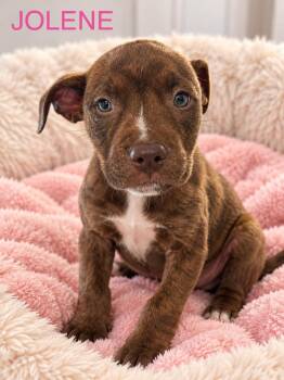 Jolene -  Pit Bull Terrier Dog for Adoption in Jefferson Hills, Pennsylvania - Jolene | PetCurious