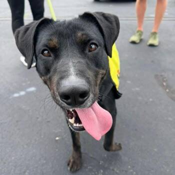 American Staffordshire Terrier Dogs Available for Adoption in Tullahoma, Tennessee - Bandit | PetCurious