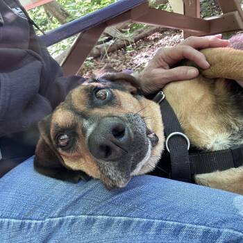 Merlot -  Hound and Mixed Breed Dog for Adoption in Aldie, Virginia - Merlot | PetCurious