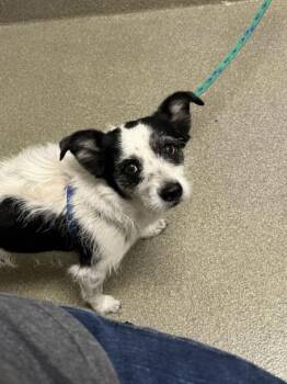 Terrier and Mixed Breed Dogs Available for Adoption in Las Vegas, Nevada - BETSY | PetCurious