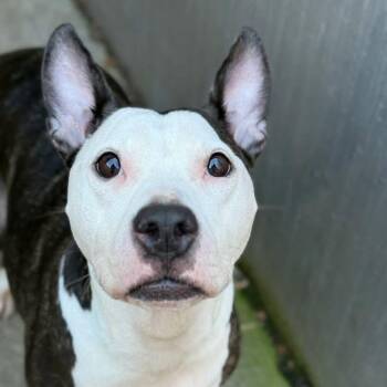 Pit Bull Terrier Dogs Available for Adoption in Chicago, Illinois - Salsa ~ Coming Soon!!! | PetCurious
