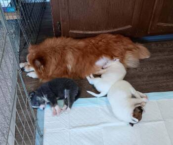 Gucci -  Pomeranian Dog for Adoption in Sedalia, Colorado - Gucci | PetCurious