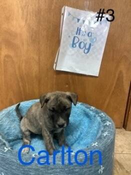 Rescue German Shepherd Dog Dogs for Adoption in Welling, Oklahoma - Carlton | PetCurious