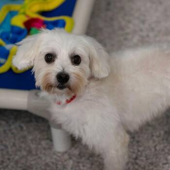 Lottie (S26-146) -  Coton De Tulear Dog for Adoption in Peyton, Colorado - Lottie (S26-146) | PetCurious