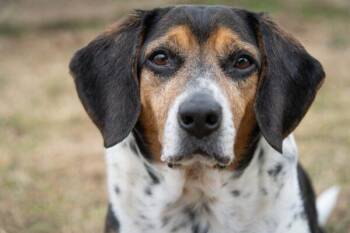 Beagle Dogs Available for Adoption in Easton, Maryland - RUDY | PetCurious