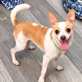 Chewie -  Chihuahua Dog for Adoption in Helena, Alabama - Chewie | PetCurious