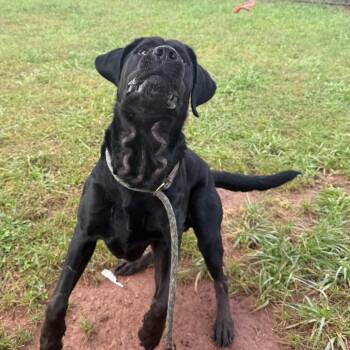 Maverick -  Bloodhound and Labrador Retriever Dog for Adoption in York, Pennsylvania - Maverick | PetCurious