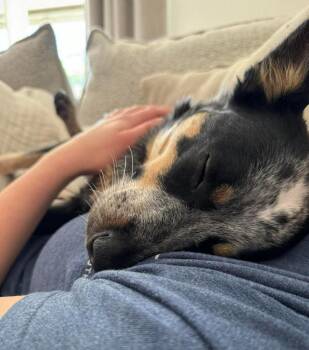 Australian Cattle Dog Blue Heeler Dogs Available for Adoption in Palm City, Florida - KODA | PetCurious