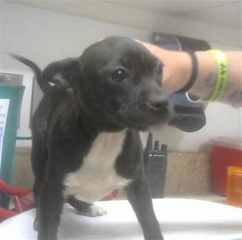 Boxer and Mixed Breed Dogs Available for Adoption in Albuquerque, New Mexico - HAPPY | PetCurious