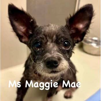 Ms Maggie Mae -  Pomeranian and Chihuahua Dog for Adoption in Spring Hill, Kansas - Ms Maggie Mae | PetCurious