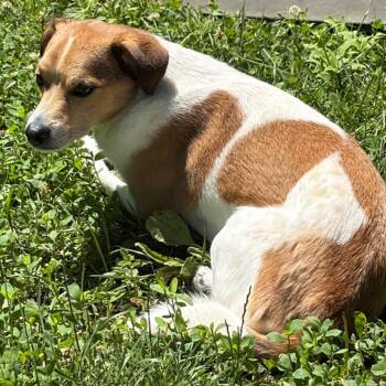 Lucky -  Jack Russell Terrier Dog for Adoption in Dayton, Ohio - Lucky | PetCurious