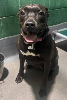 VALENCIA -  Pit Bull Terrier Dog for Adoption - VALENCIA | PetCurious