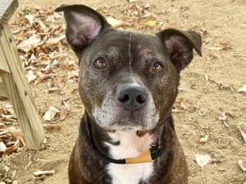 Rescue Mixed Breed Dogs for Adoption in Georgetown, Texas - Xavier | PetCurious