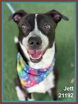 JETT -  Pit Bull Terrier and Labrador Retriever Dog for Adoption in Marietta, Georgia - JETT | PetCurious