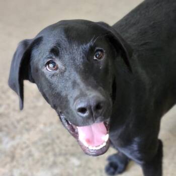 Roger -  Black Labrador Retriever Dog for Adoption - Roger | PetCurious