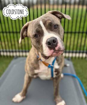 Mixed Breed Dogs Available for Adoption in Flint, Michigan - Coldstone | PetCurious