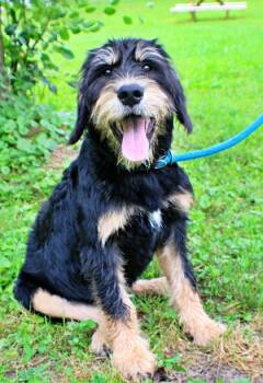 Teddy -  Bernese Mountain Dog and Standard Poodle Dog for Adoption in Morton Grove, Illinois - Teddy | PetCurious