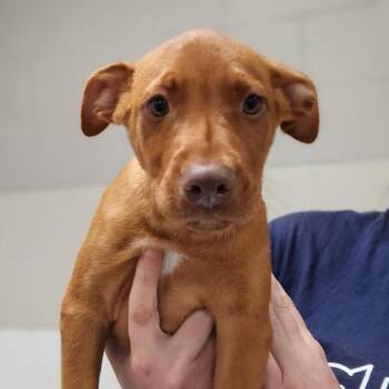 Scout -  Mixed Breed Dog for Adoption in Walker, Michigan - Scout | PetCurious