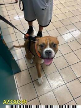 Mixed Breed Dogs Available for Adoption - BARAKA | PetCurious