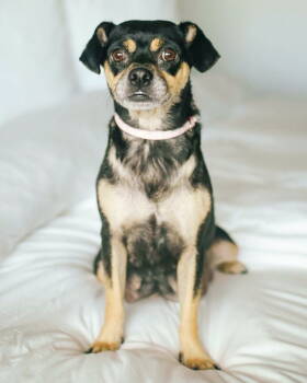 Rescue Chihuahua and Pug Dogs for Adoption in Corona, California - Kona | PetCurious