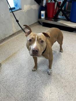 Lamaohy -  Mixed Breed Dog for Adoption in New York, New York - Lamaohy | PetCurious