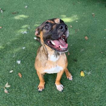 Moka Pot Polkadot -  Catahoula Leopard Dog and Black Mouth Cur Dog for Adoption in Lakeland, Florida - Moka Pot Polkadot | PetCurious