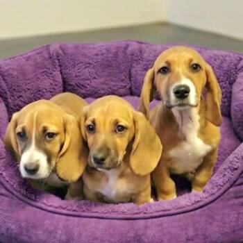Tatiana MORE PICS COMING -  Basset Hound Dog for Adoption in Athens, Alabama - Tatiana MORE PICS COMING | PetCurious