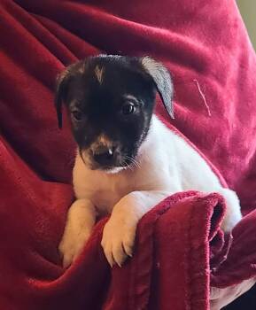Mixed Breed Dogs Available for Adoption in Rockland, Wisconsin - Taco | PetCurious
