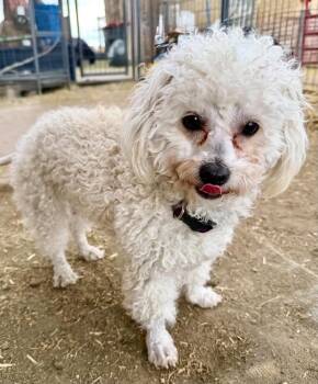 Poodle Dogs Available for Adoption in Boulder, Colorado - Daphne | PetCurious