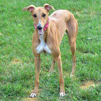 Rescue Greyhound and Lurcher Dogs for Adoption in Indianapolis, Indiana - Charlotte | PetCurious