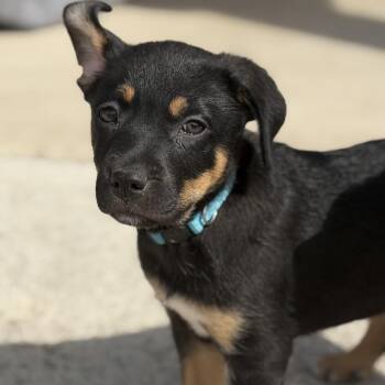 Rottweiler Dogs Available for Adoption - Hazel | PetCurious