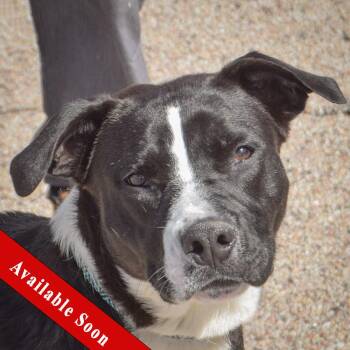 Black Labrador Retriever and Boxer Dogs Available for Adoption in Huntley, Illinois - Molly | PetCurious