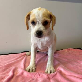 IVHS-Stray-143246 -  Terrier Dog for Adoption in San Gabriel, California - IVHS-Stray-143246 | PetCurious