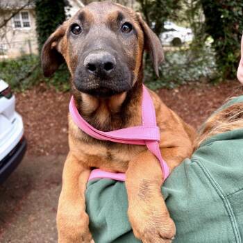 Benedict 03-0803 -  German Shepherd Dog and Doberman Pinscher Dog for Adoption in Tyrone, Georgia - Benedict 03-0803 | PetCurious