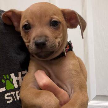 Baguette -  Mixed Breed Dog for Adoption in Greensboro, Georgia - Baguette | PetCurious