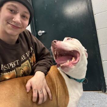Bubba Blue -  Mixed Breed Dog for Adoption in Walker, Michigan - Bubba Blue | PetCurious