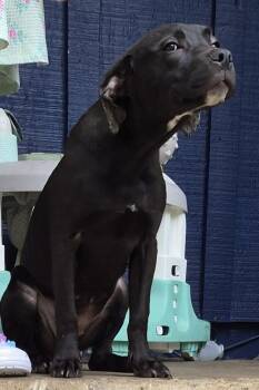 Pit Bull Terrier Dogs Available for Adoption in Lawrenceville, Georgia - Pen 193 | PetCurious