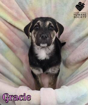 Border Collie Dogs Available for Adoption - Gracie | PetCurious