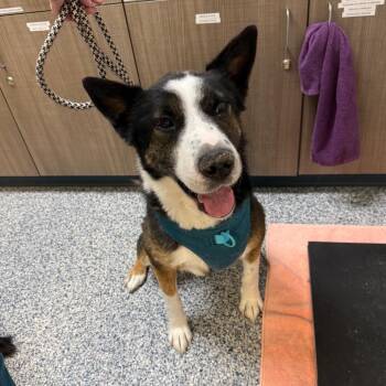 Nipsey -  Australian Cattle Dog Blue Heeler and Australian Shepherd Dog for Adoption in Great Falls, Montana - Nipsey | PetCurious