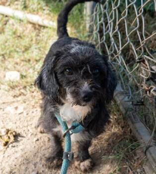 Eve -  Poodle Dog for Adoption in Yellville, Arkansas - Eve | PetCurious