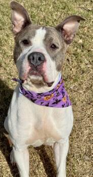 Rescue Pit Bull Terrier Dogs for Adoption in Great Bend, Kansas - Petunia | PetCurious