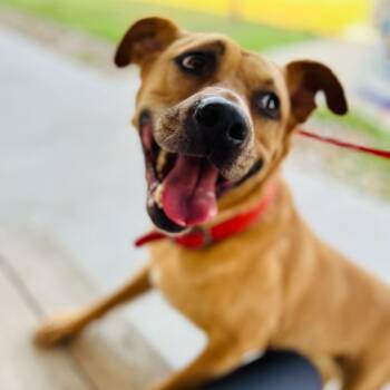 Hound Dogs Available for Adoption in San Antonio, Texas - Lilly | PetCurious